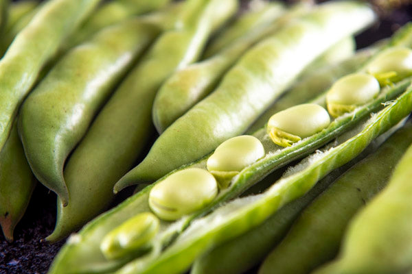 Broad Beans 500g - Mudwalls Farm - 44 Foods - 02